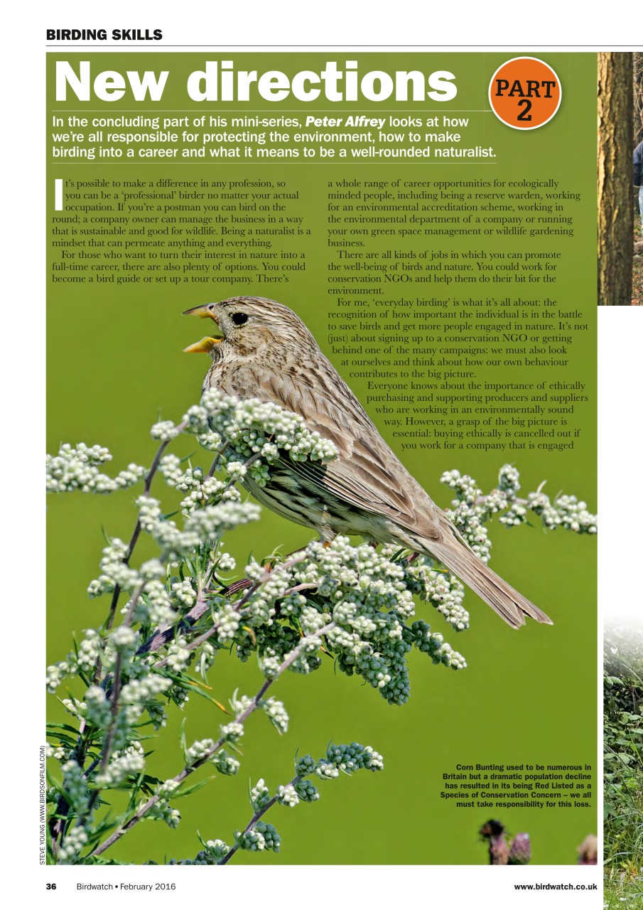 Birdwatch Magazine Preview Pages