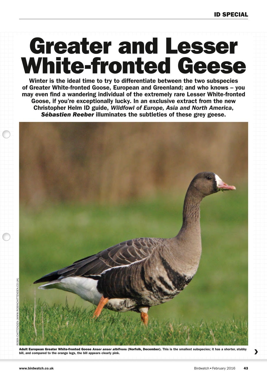 Birdwatch Magazine Preview Pages