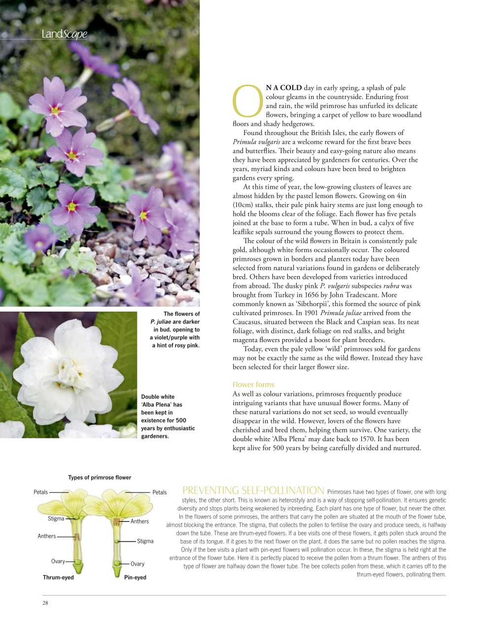 LandScape Preview Pages