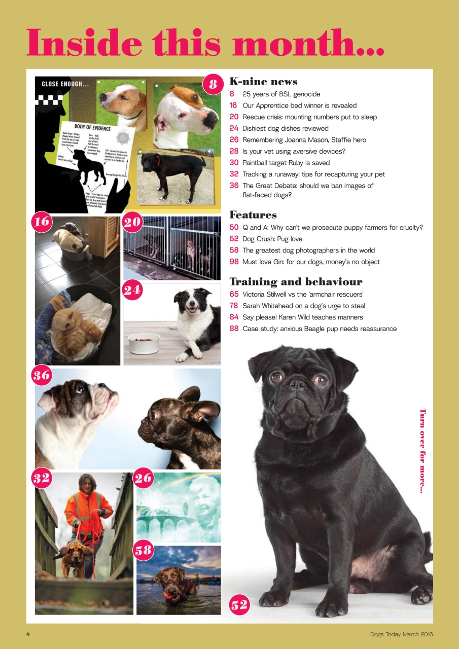 Dogs Today Magazine Preview Pages