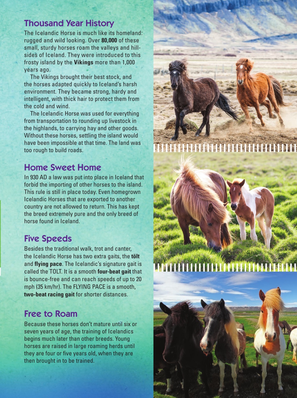 Blaze Magazine For Horse Crazy Kids Preview Pages