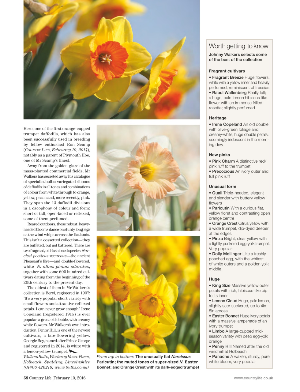 Country Life Preview Pages