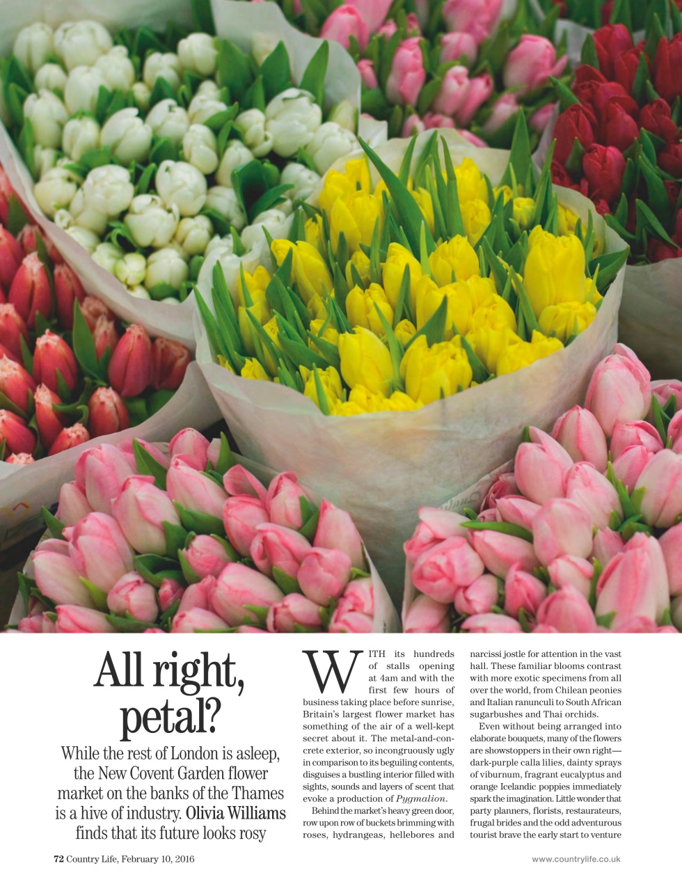 Country Life Preview Pages