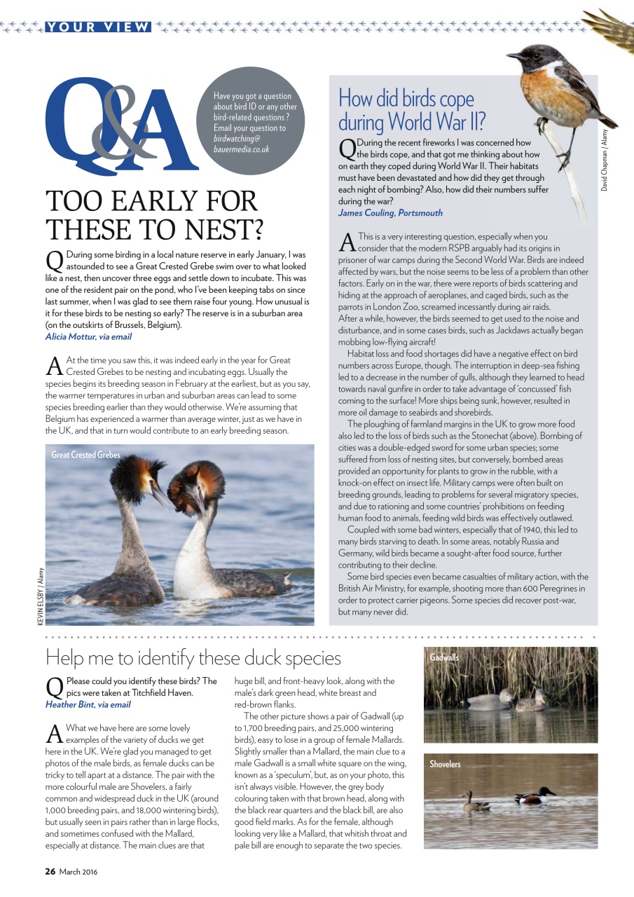 Bird Watching Preview Pages