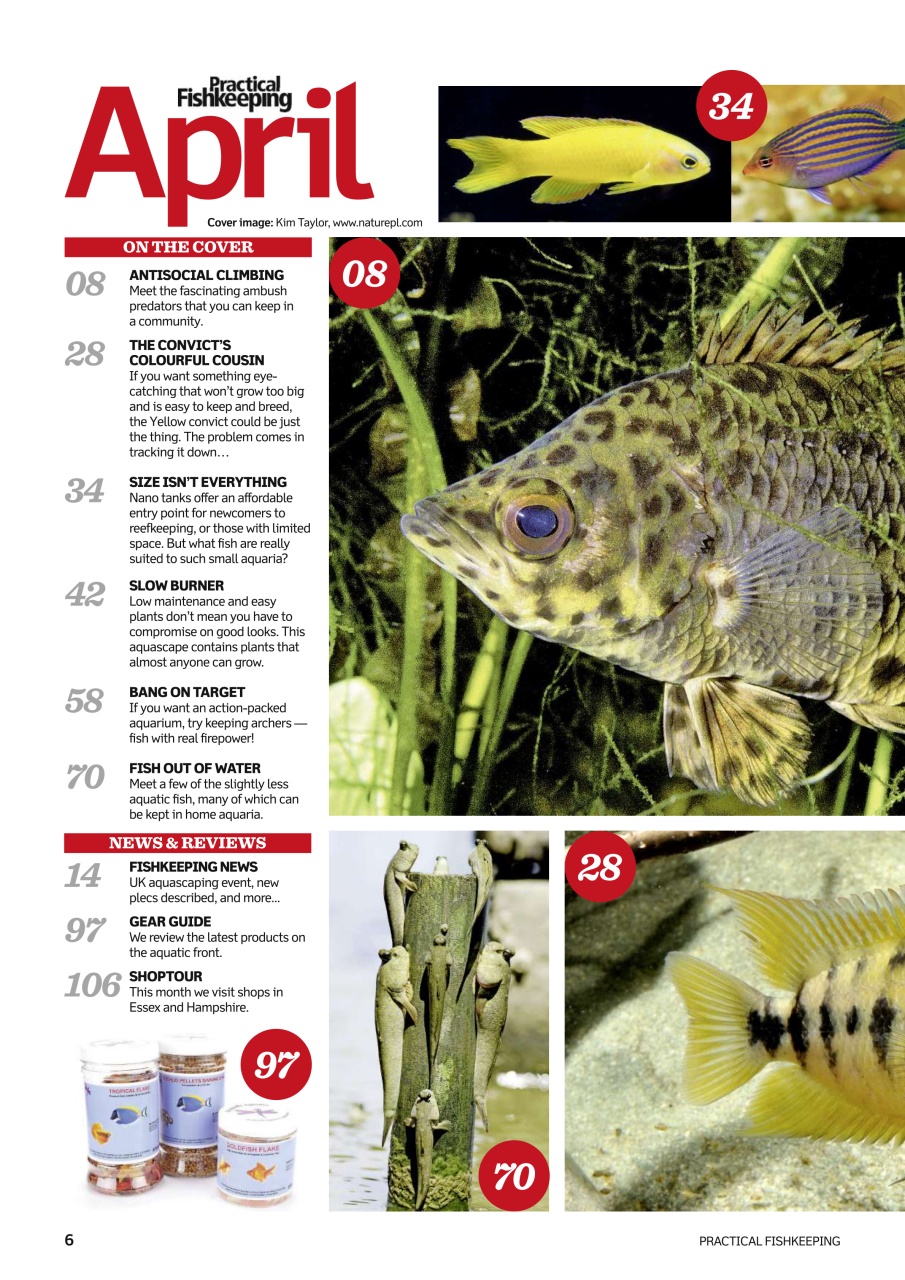 Practical Fishkeeping Preview Pages