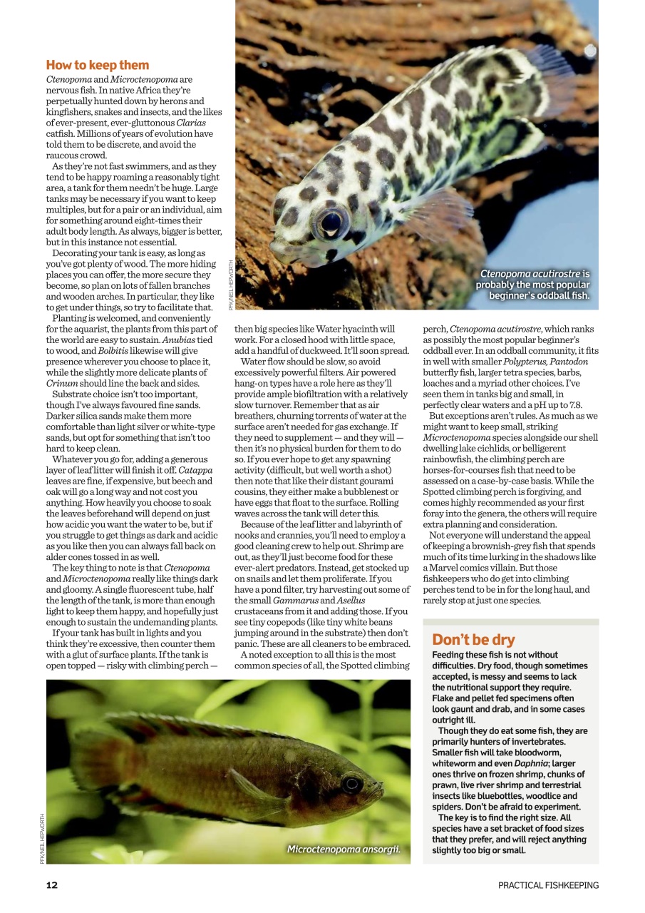 Practical Fishkeeping Preview Pages