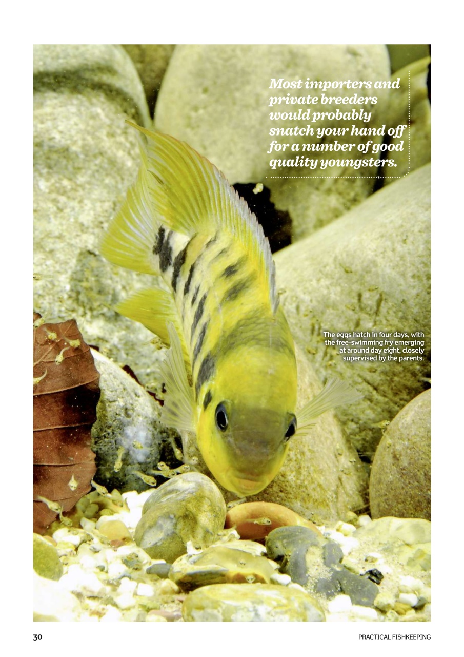 Practical Fishkeeping Preview Pages