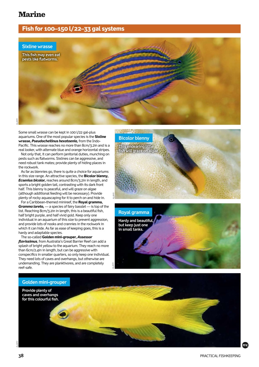 Practical Fishkeeping Preview Pages