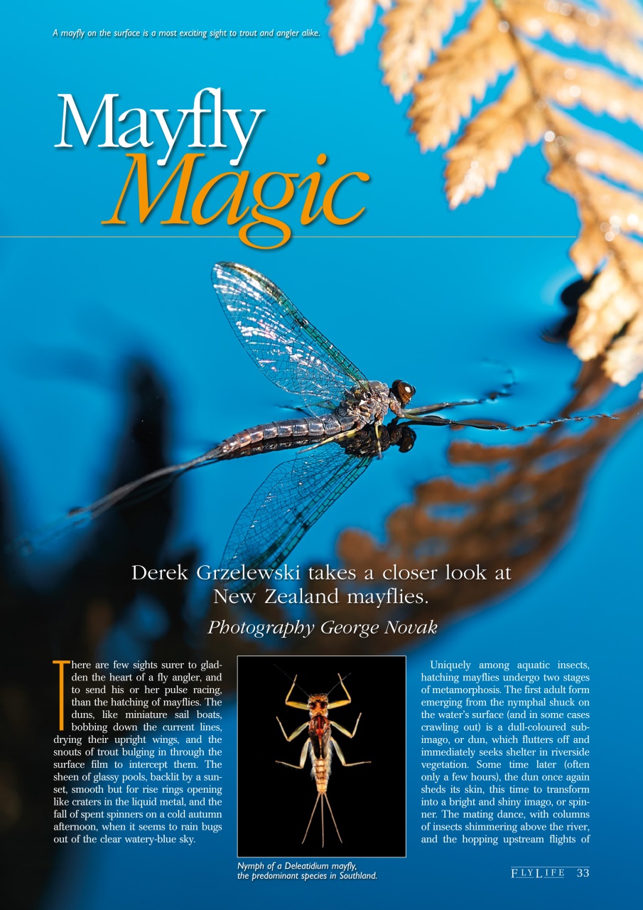 FlyLife Preview Pages