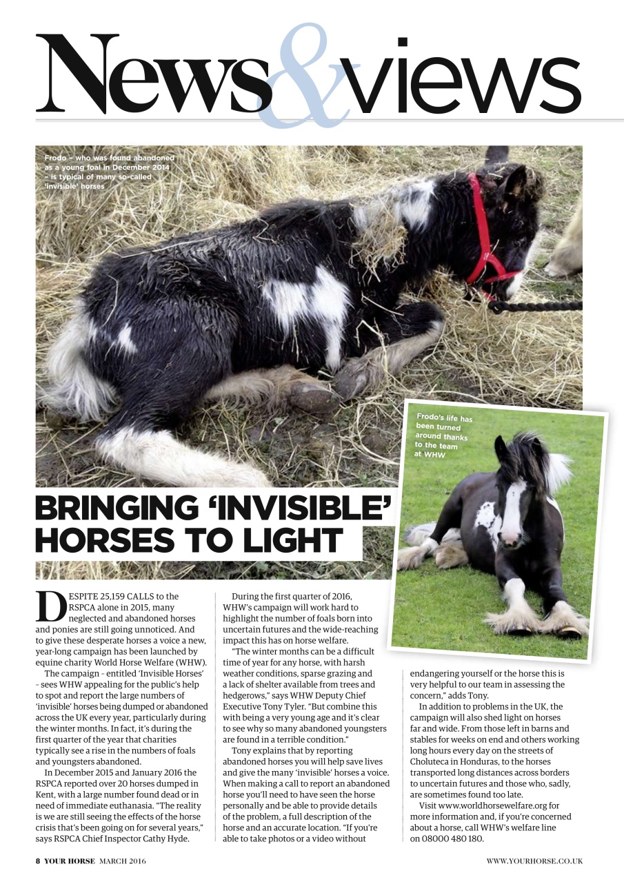 Your Horse Preview Pages