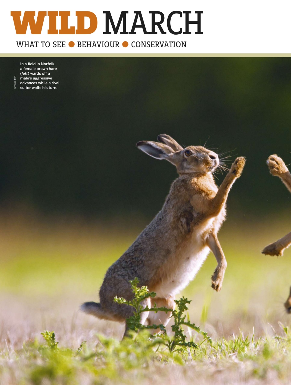 BBC Wildlife Magazine Preview Pages
