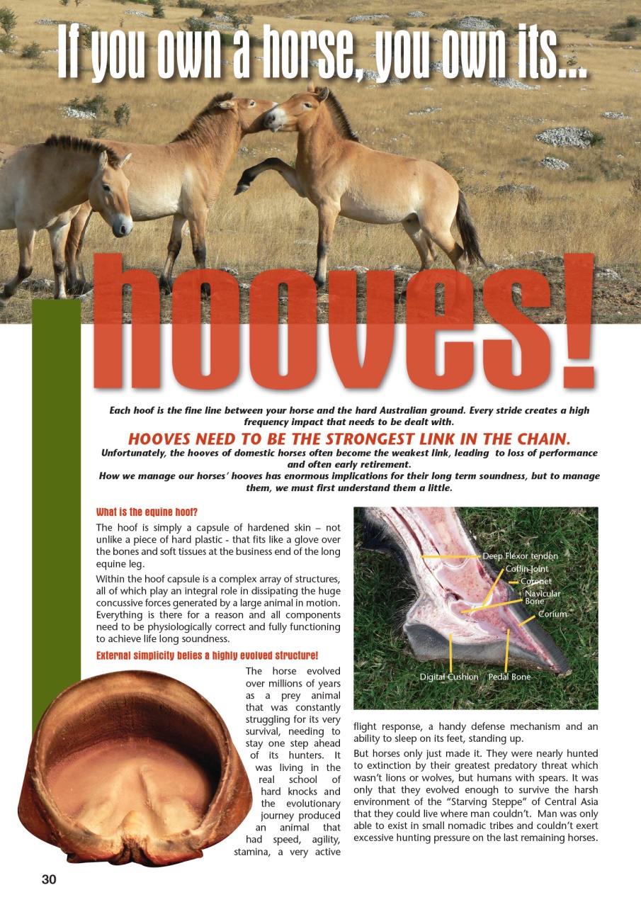 HorseWyse Magazine Preview Pages