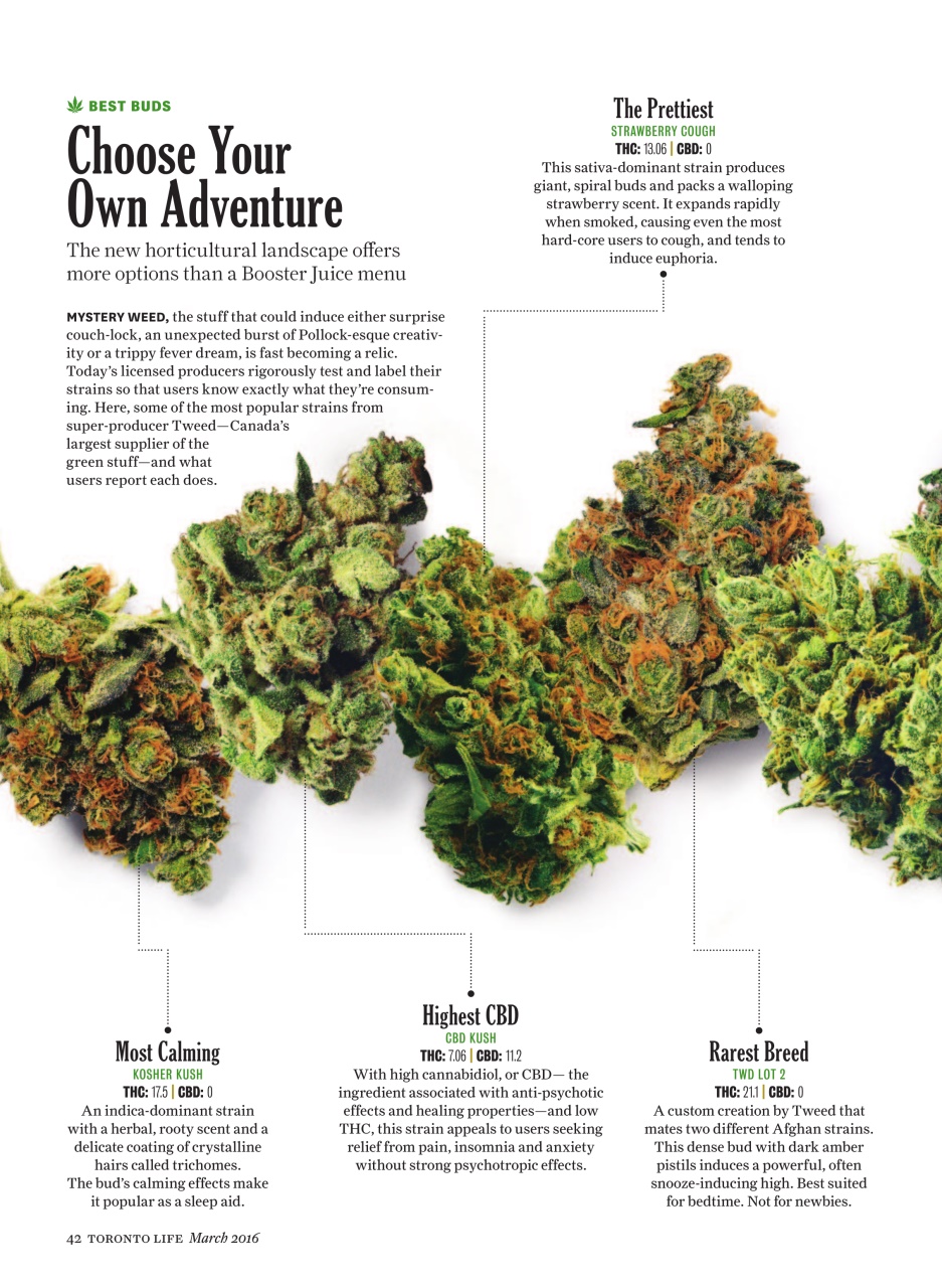 Toronto Life Preview Pages
