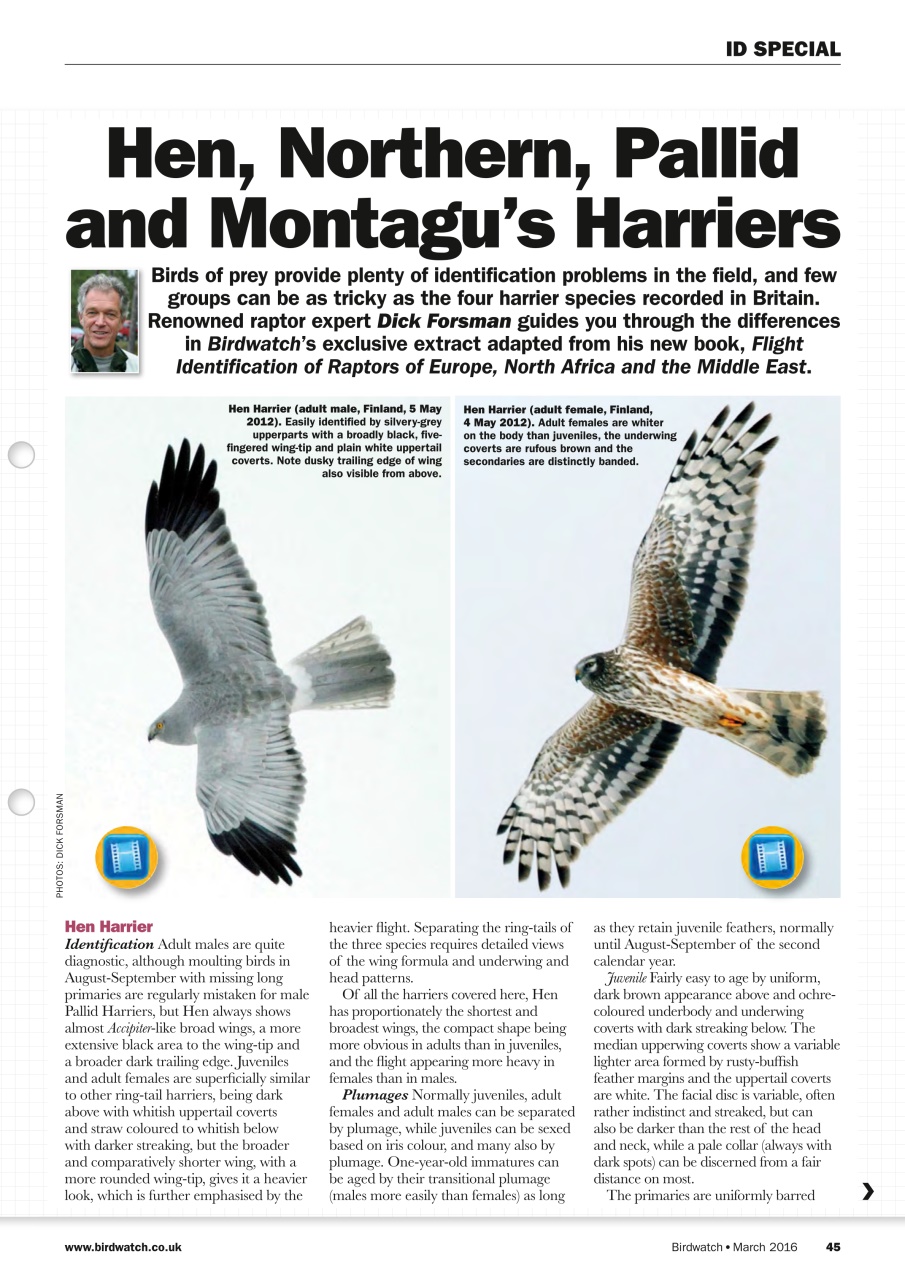 Birdwatch Magazine Preview Pages
