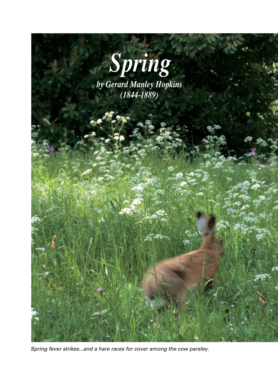 Evergreen Preview Pages