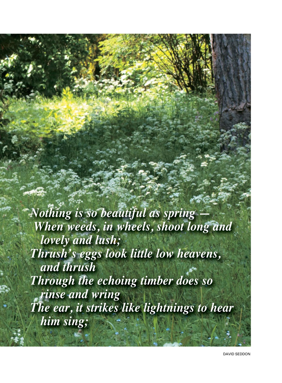 Evergreen Preview Pages