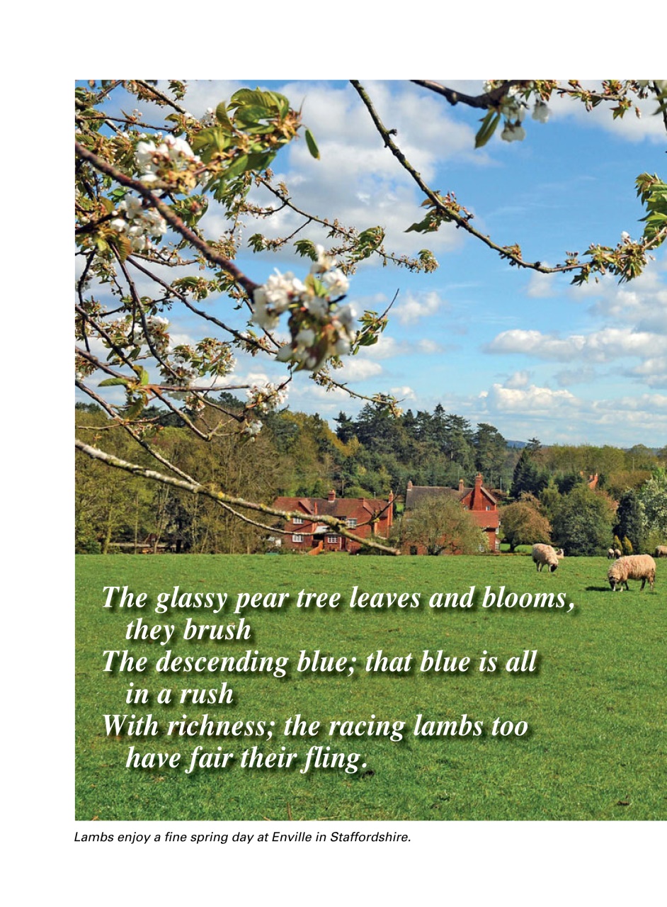 Evergreen Preview Pages