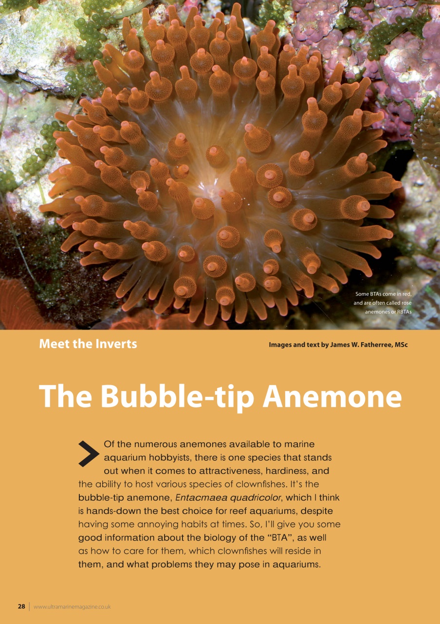 UltraMarine Magazine Preview Pages