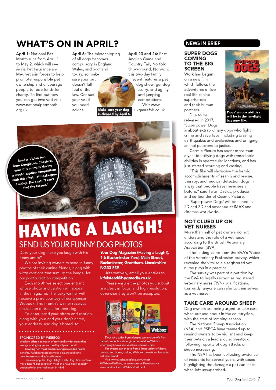 Your Dog Preview Pages