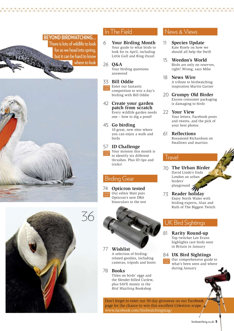 Bird Watching Preview Pages