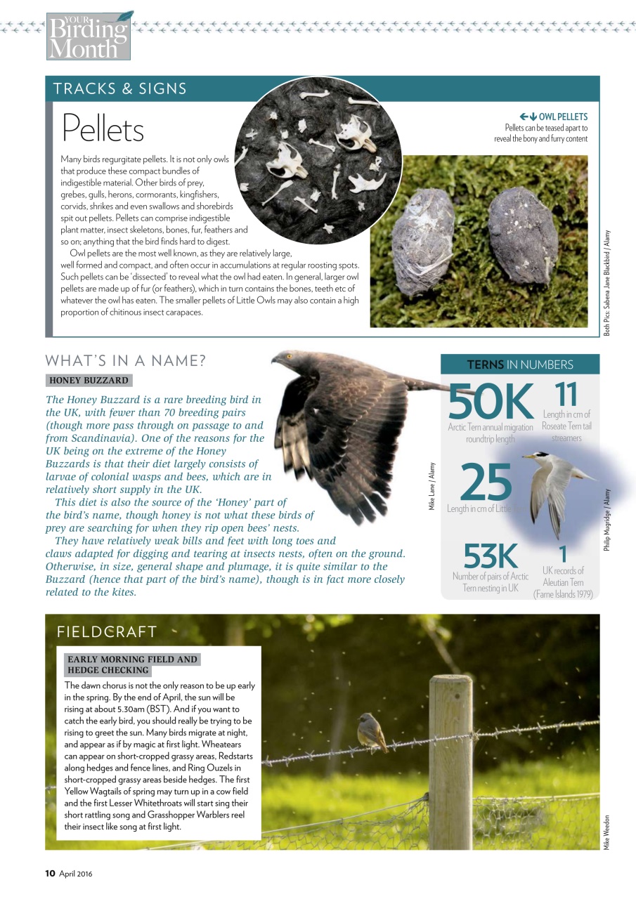 Bird Watching Preview Pages