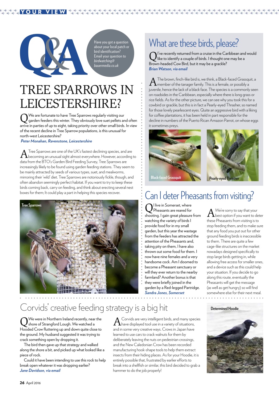 Bird Watching Preview Pages