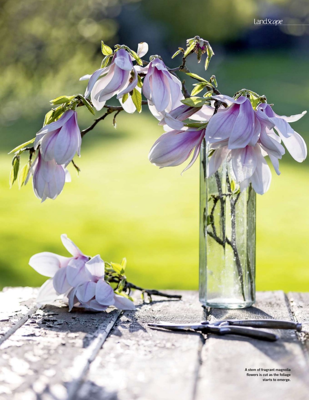 LandScape Preview Pages