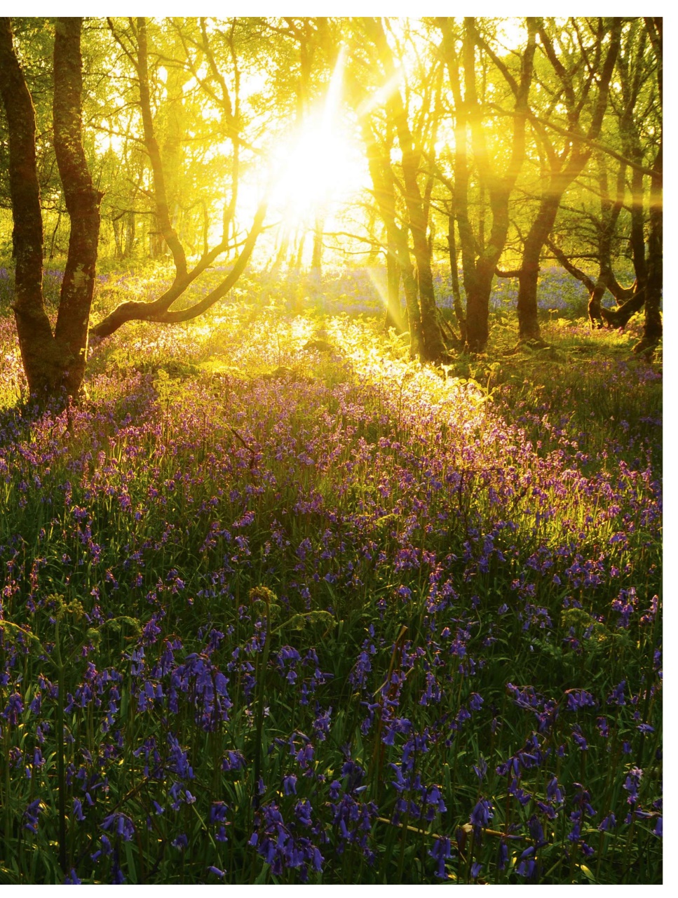 BBC Countryfile Magazine Preview Pages