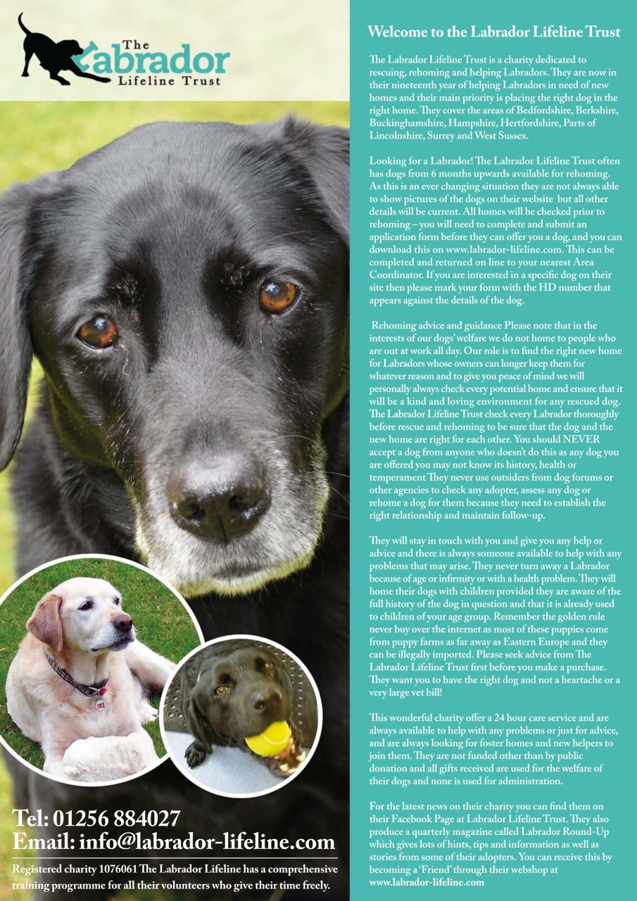 Dogs Today Magazine Preview Pages