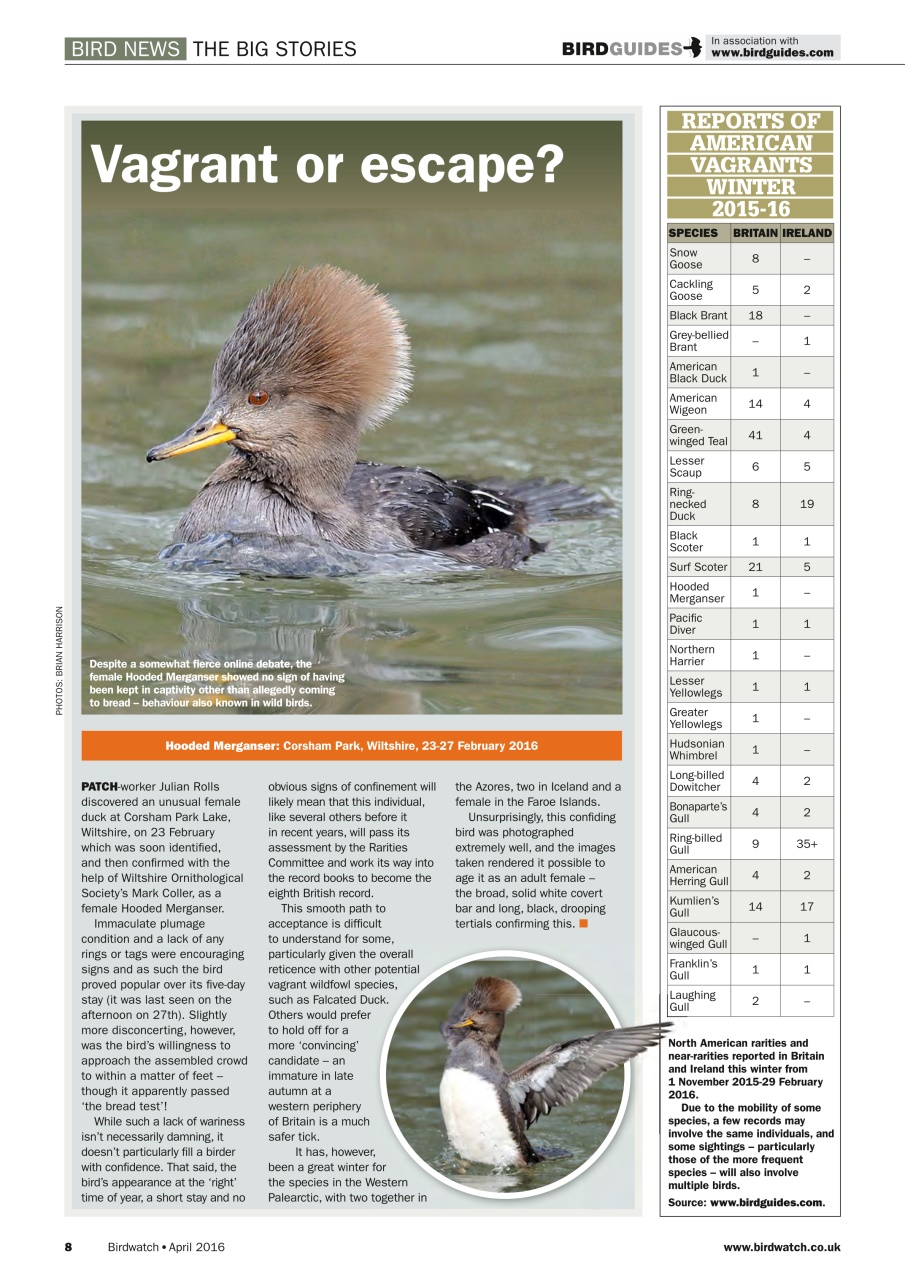 Birdwatch Magazine Preview Pages