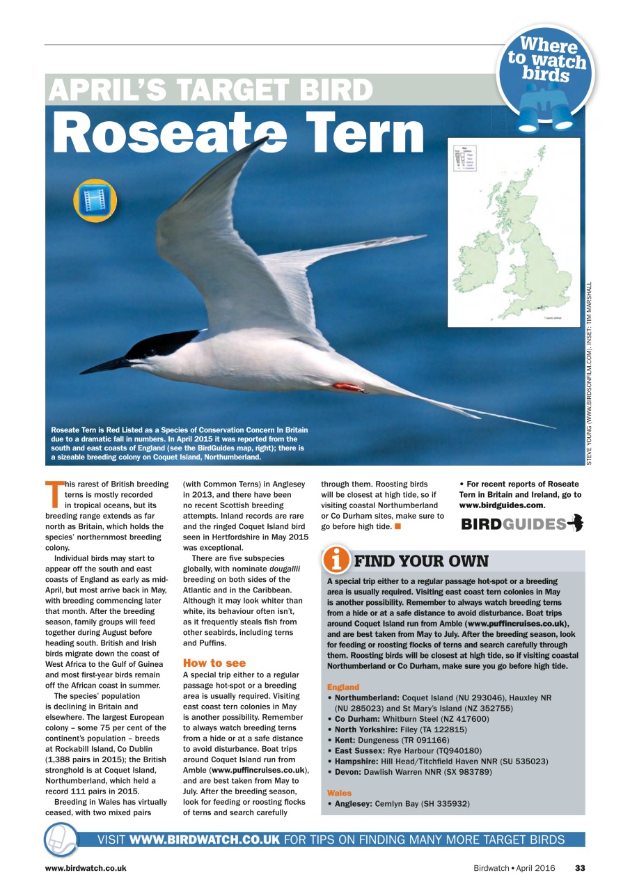 Birdwatch Magazine Preview Pages