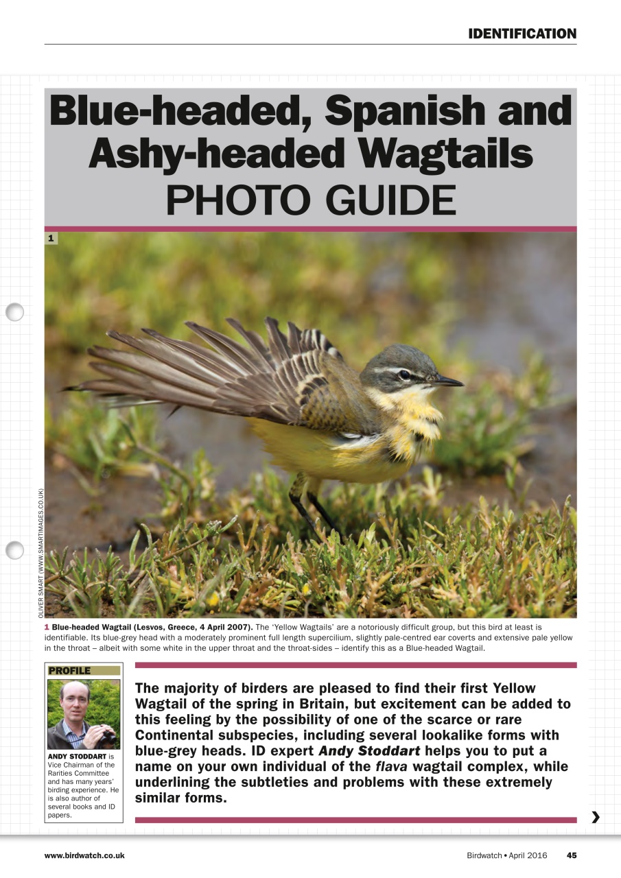Birdwatch Magazine Preview Pages