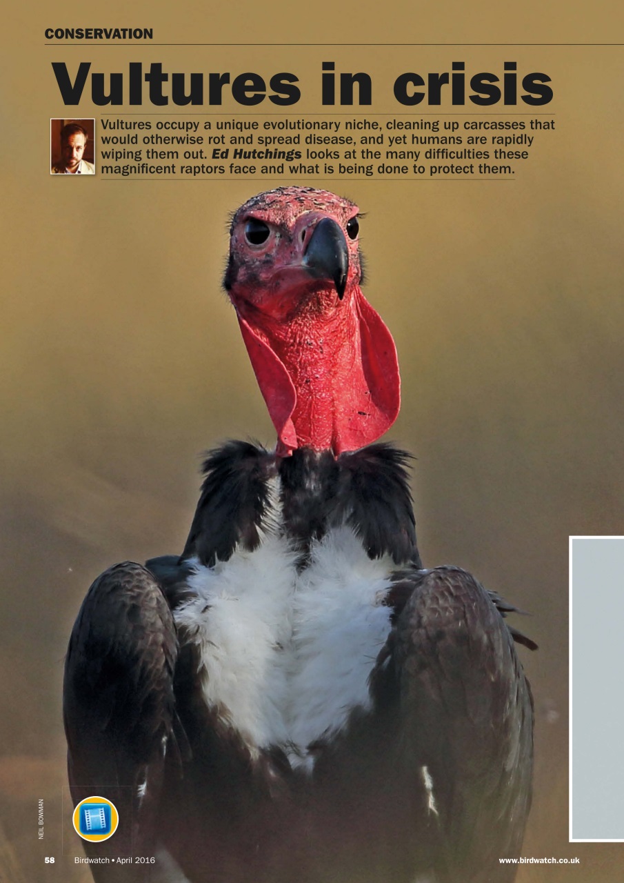 Birdwatch Magazine Preview Pages