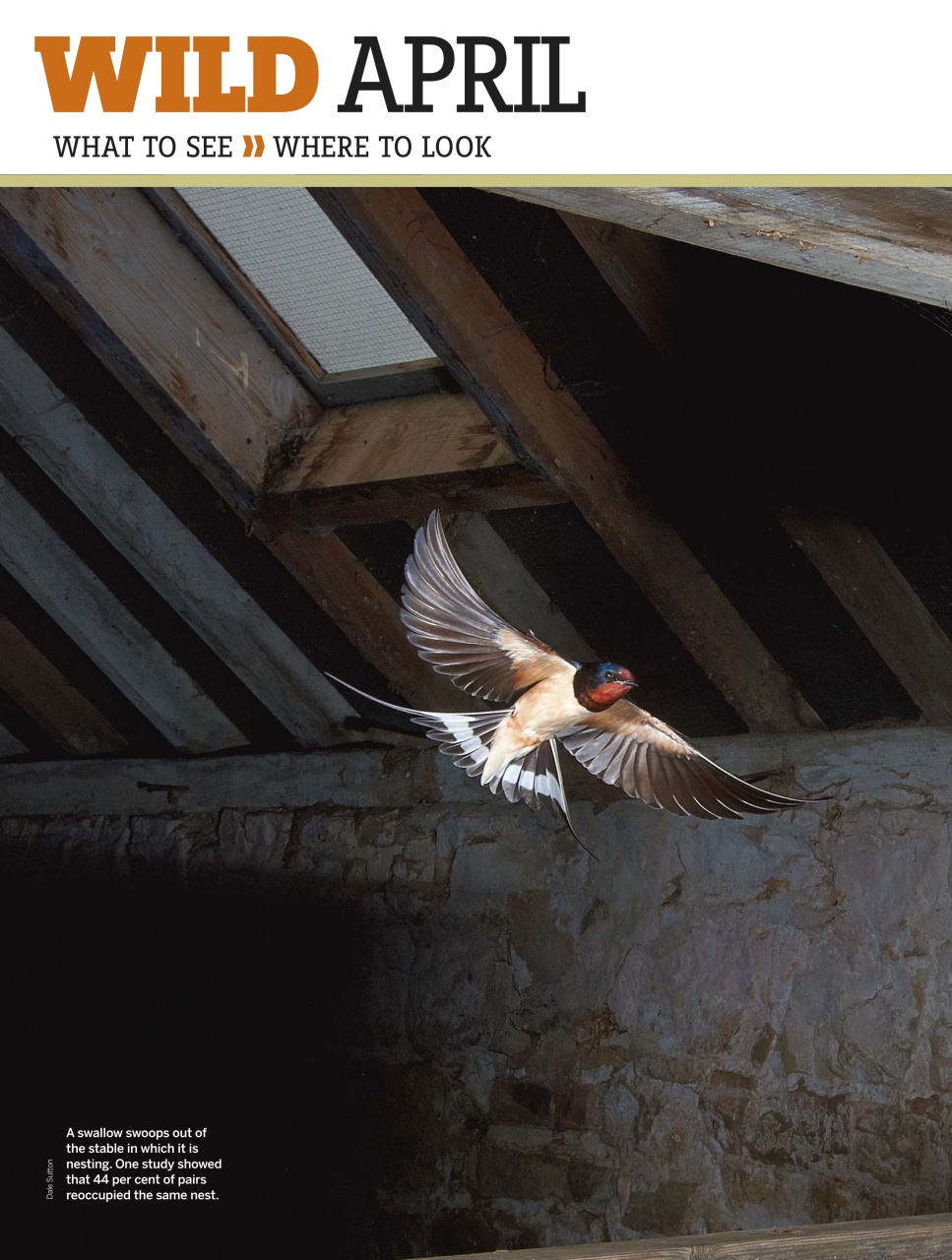 BBC Wildlife Magazine Preview Pages