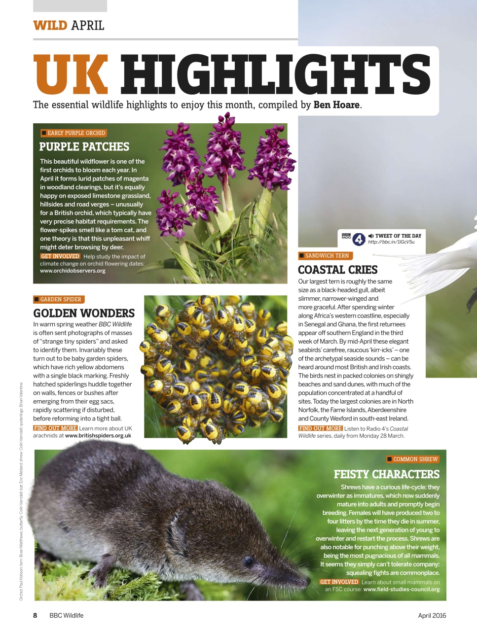 BBC Wildlife Magazine Preview Pages
