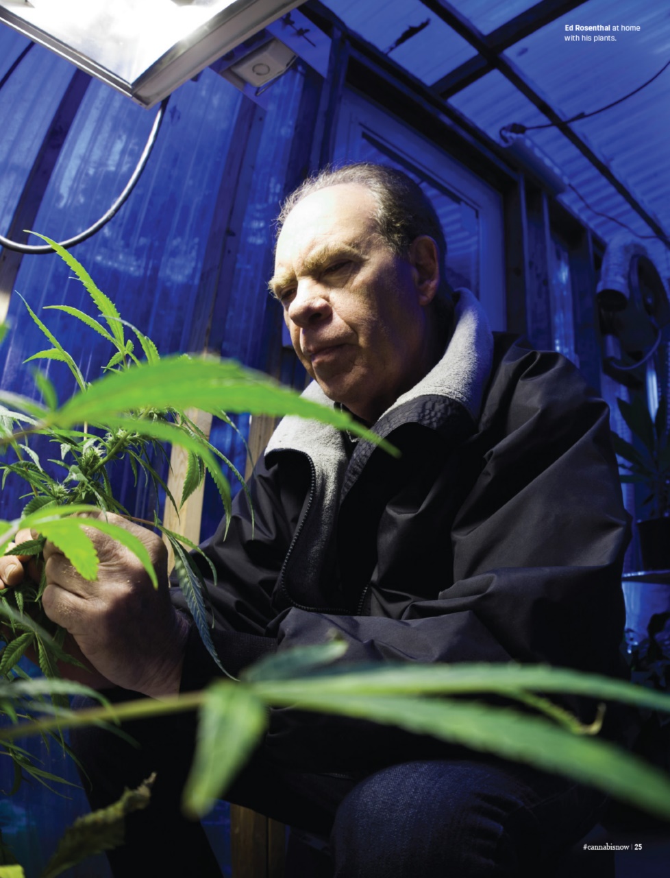 Cannabis Now Preview Pages