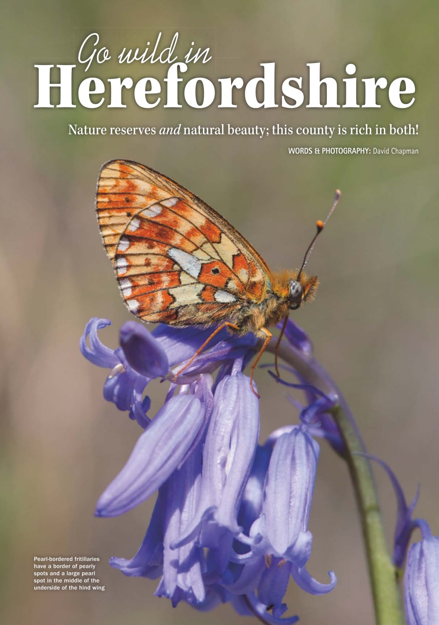 MMM magazine Preview Pages