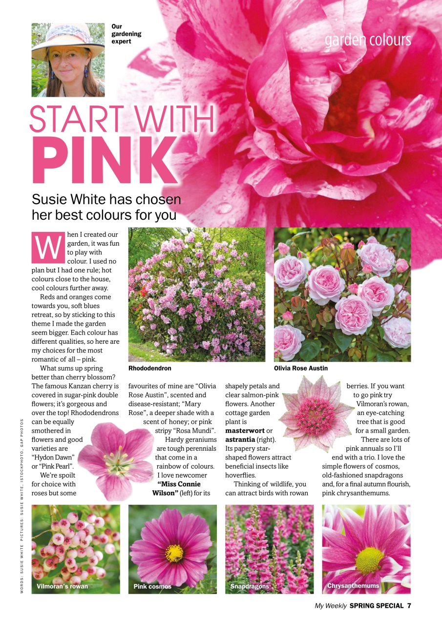 My Weekly Special Preview Pages