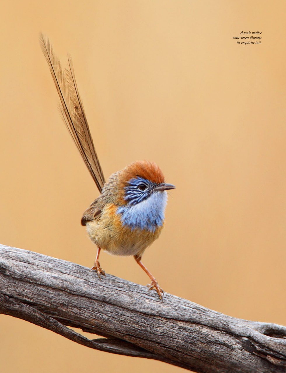 OUTBACK Magazine Preview Pages