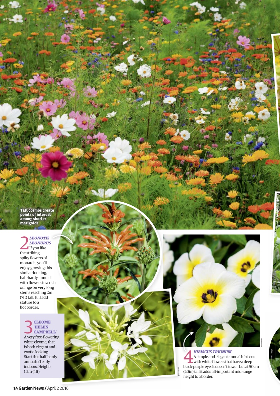 Garden News Preview Pages
