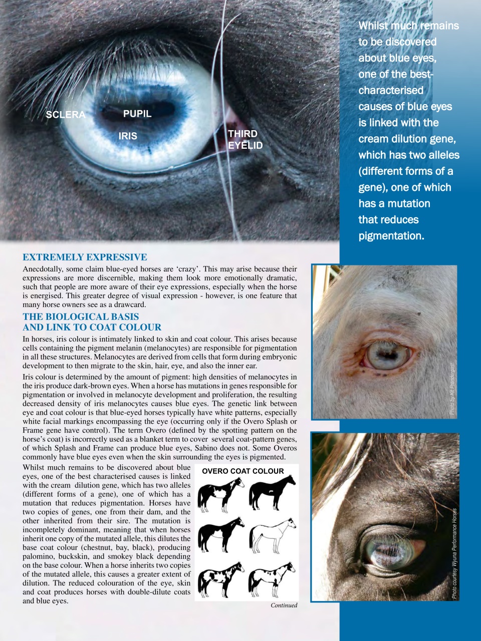 Hoofbeats Preview Pages