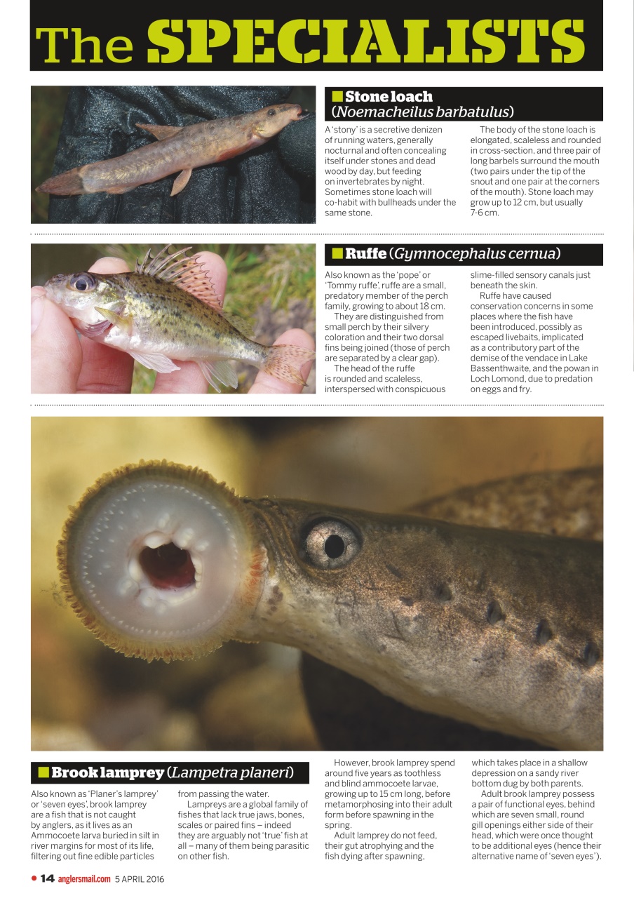 Anglers Mail Preview Pages