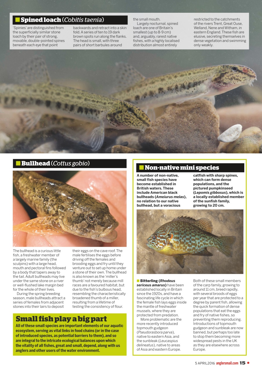 Anglers Mail Preview Pages