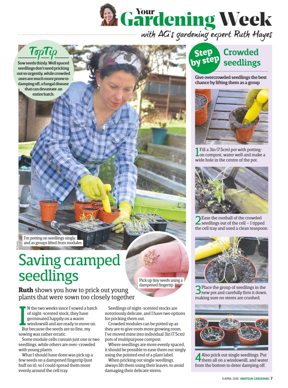 Amateur Gardening Preview Pages