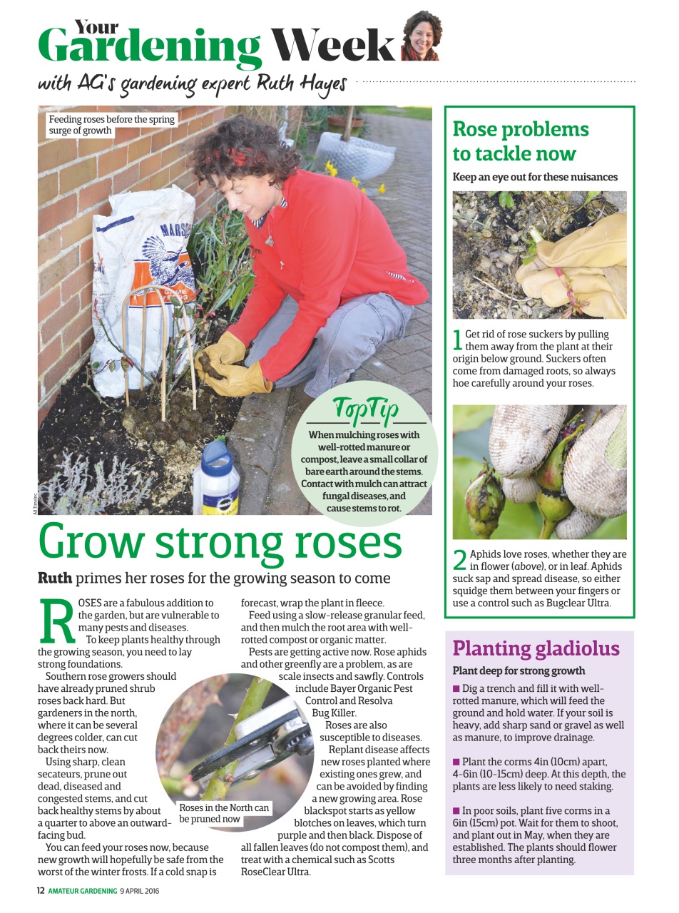 Amateur Gardening Preview Pages