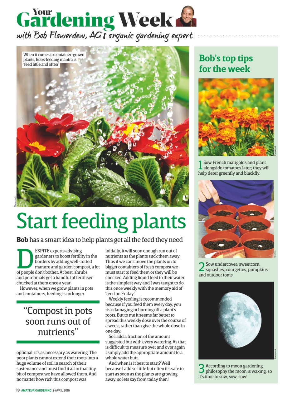 Amateur Gardening Preview Pages