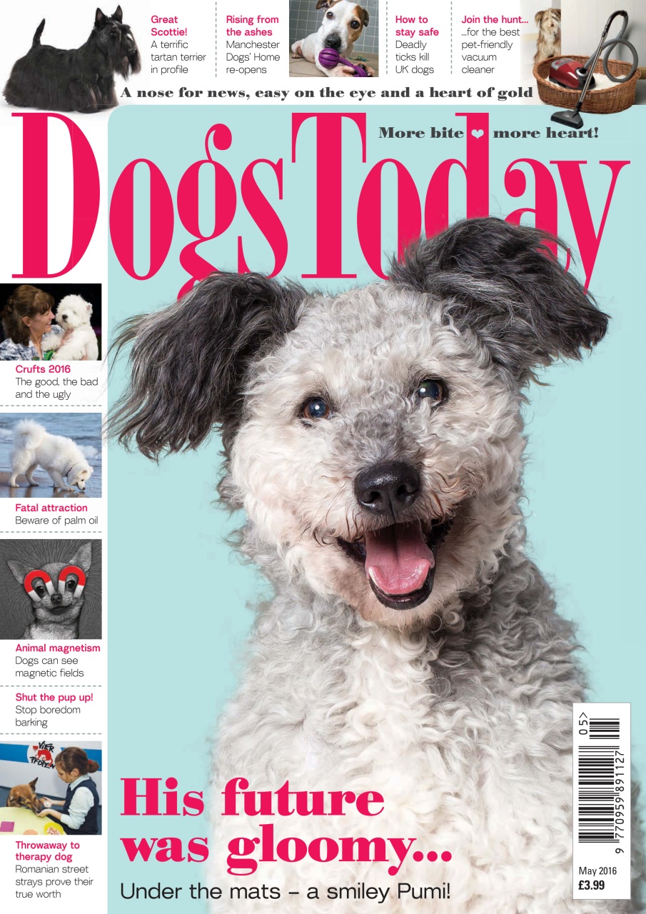 Dogs Today Magazine Preview Pages