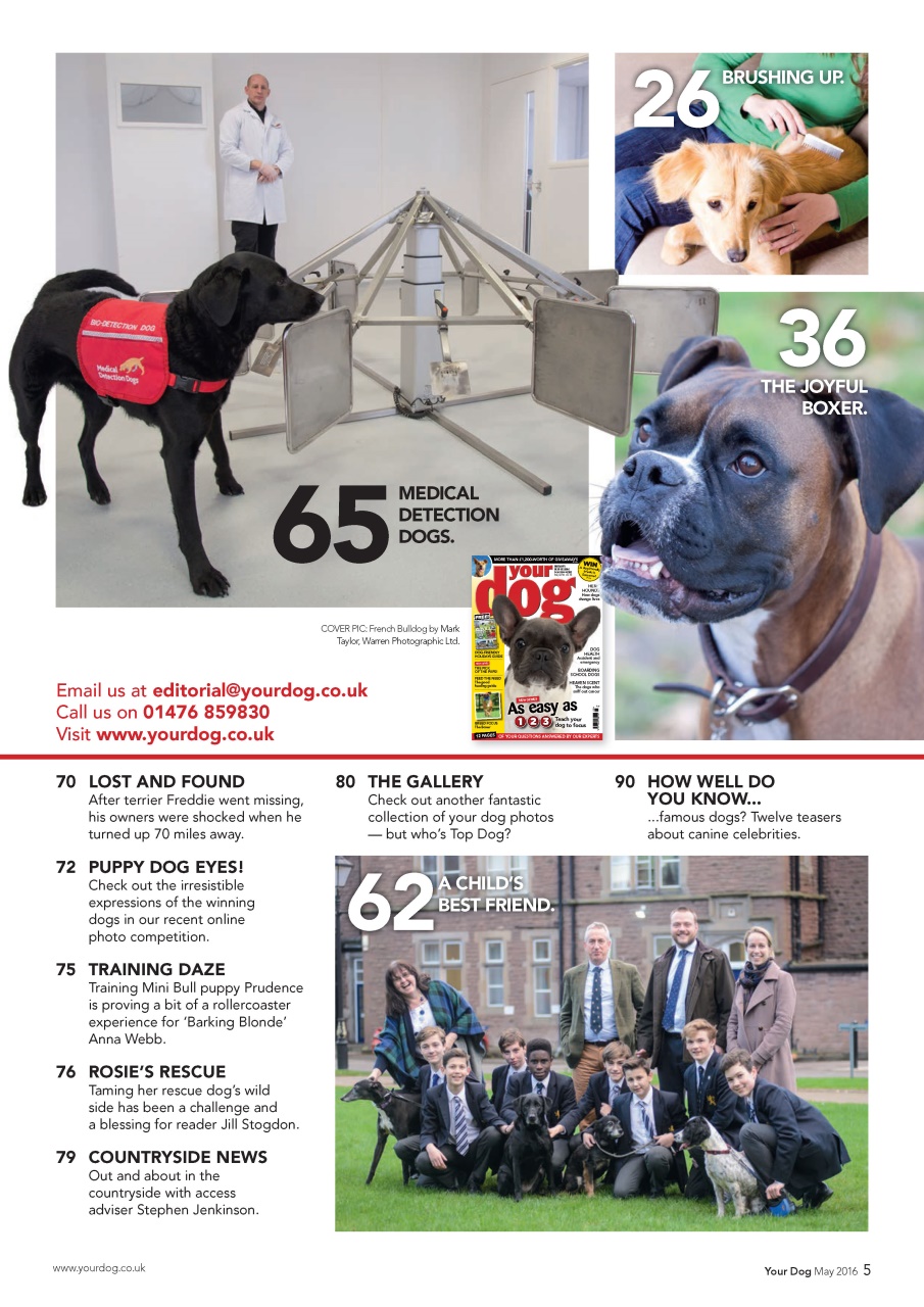 Your Dog Preview Pages