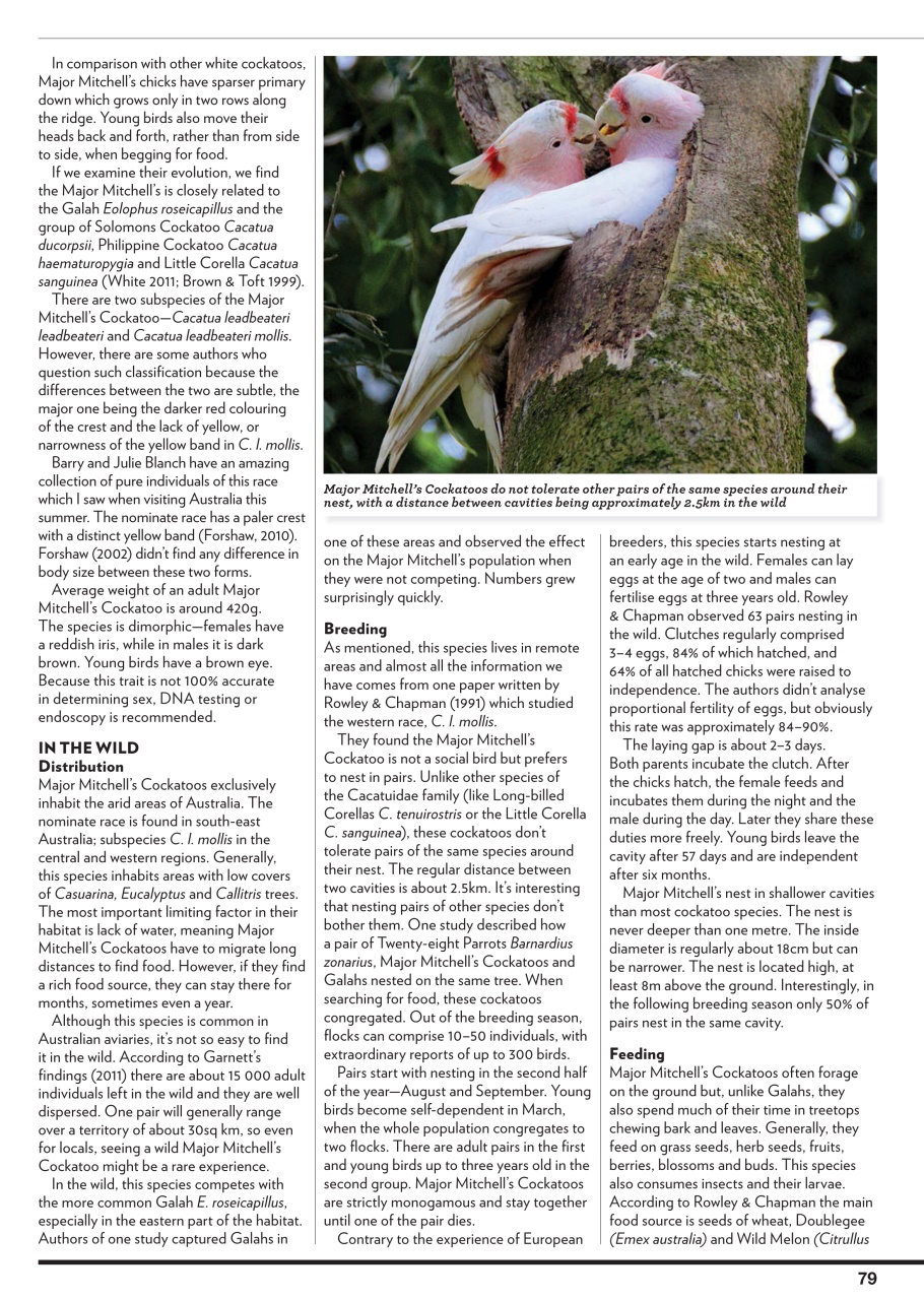 Australian Birdkeeper Magazine Preview Pages