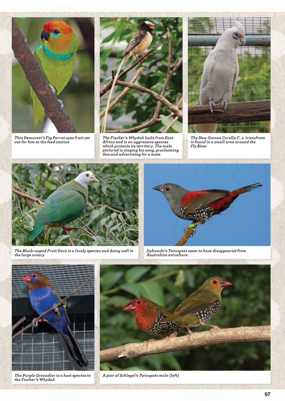 Australian Birdkeeper Magazine Preview Pages